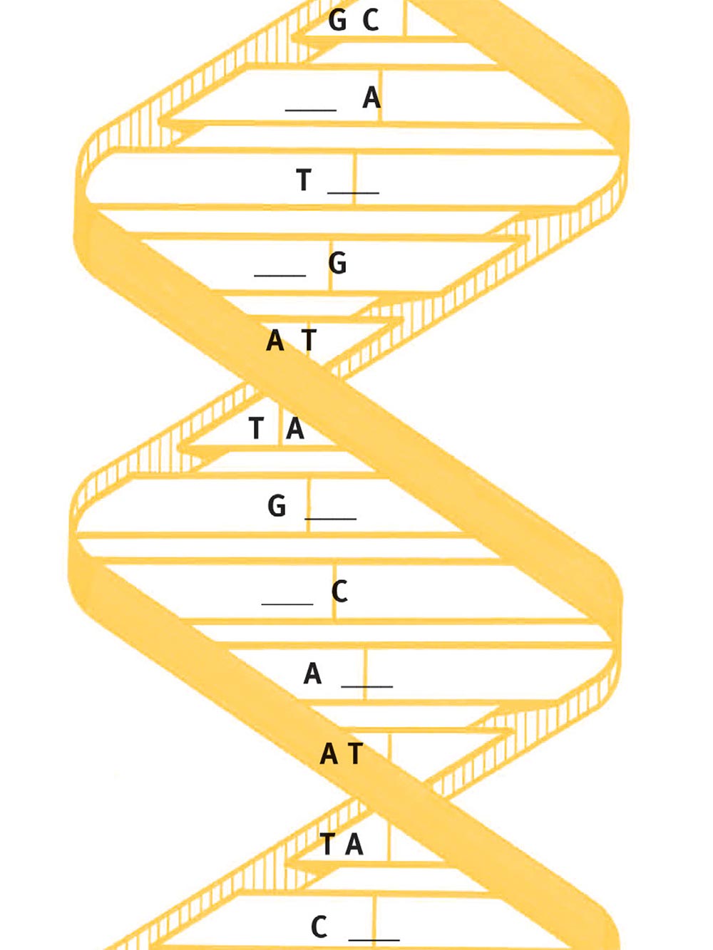 DNA—The Ladder of Life